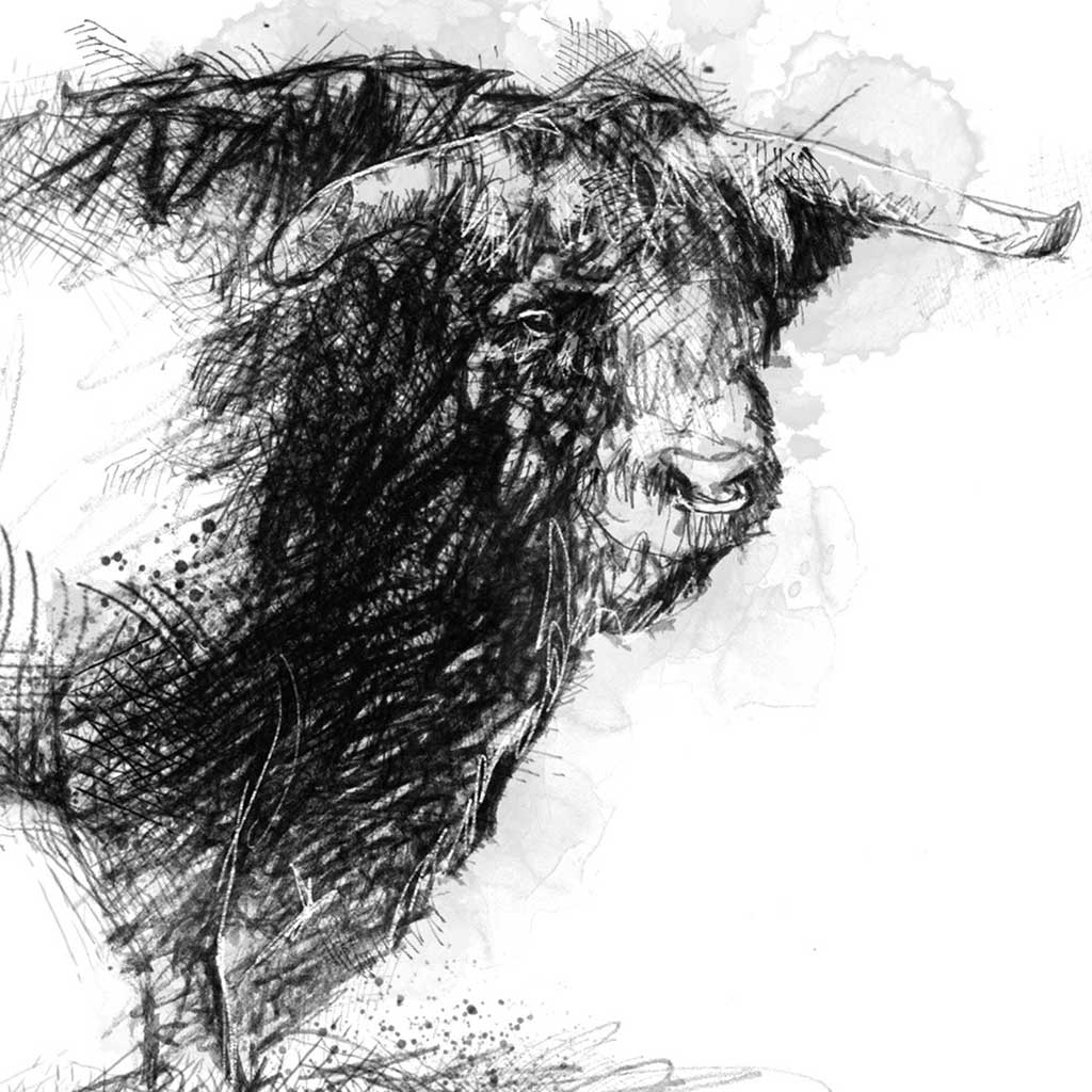 Hereford bull