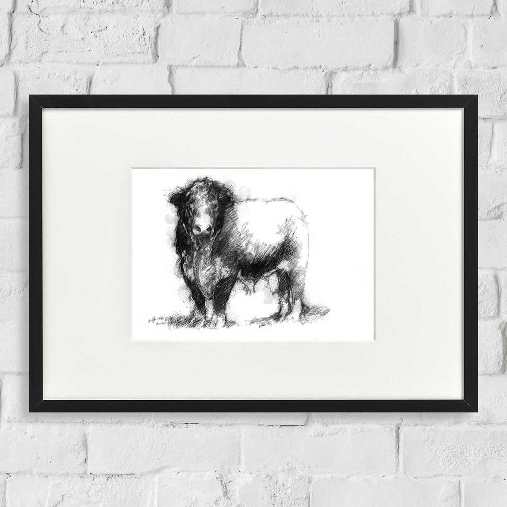 Hereford bull