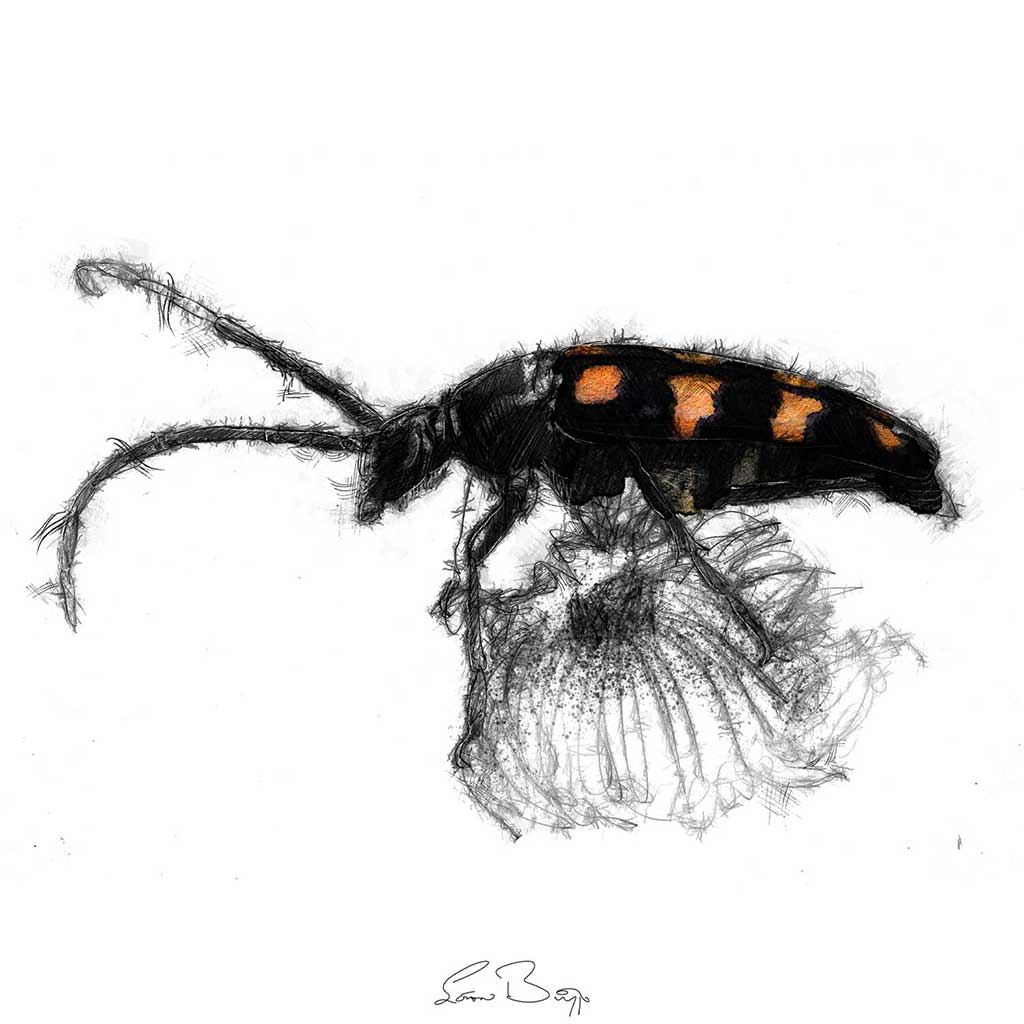 Long horned beetle