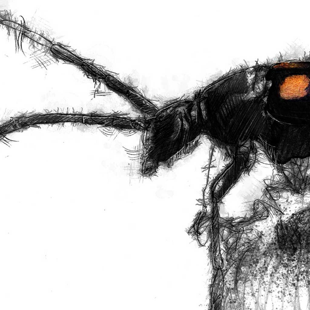 Long horned beetle