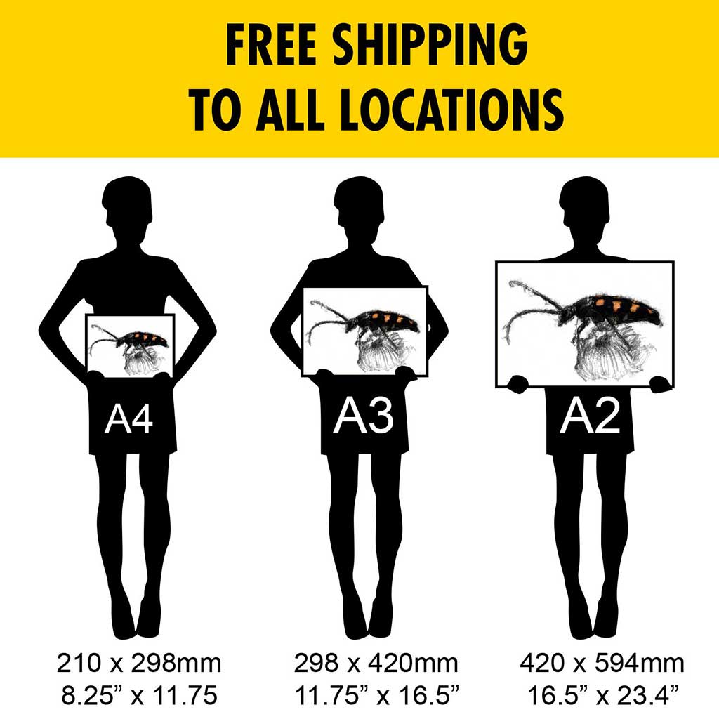 Long horned beetle
