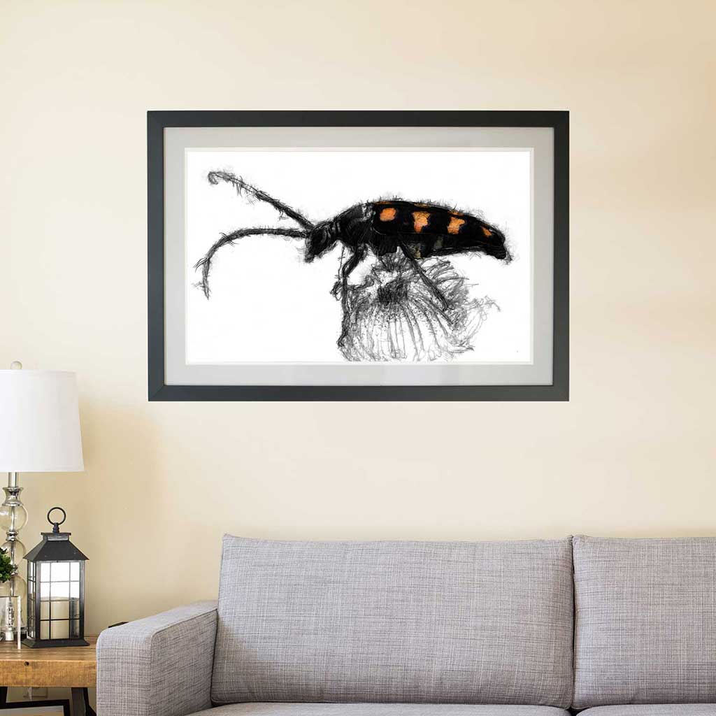 Long horned beetle