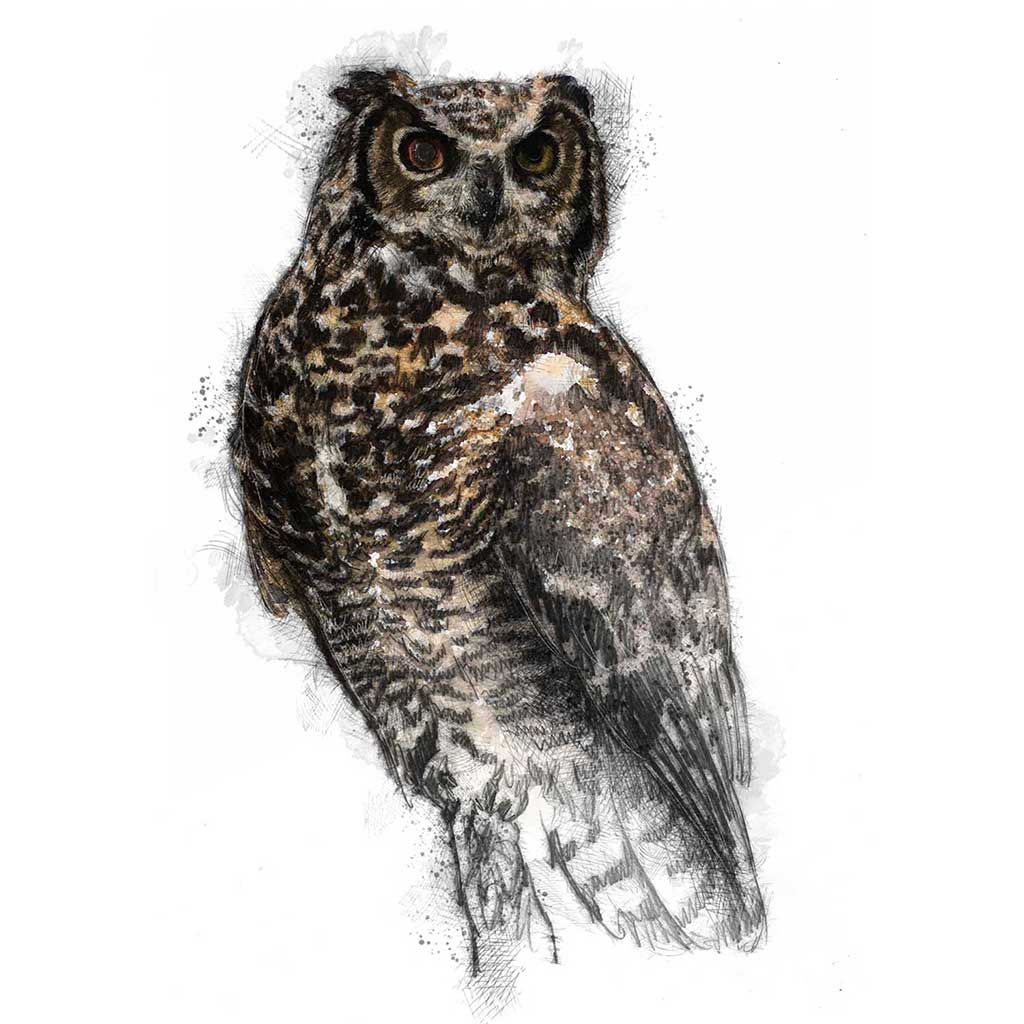 Horned owl