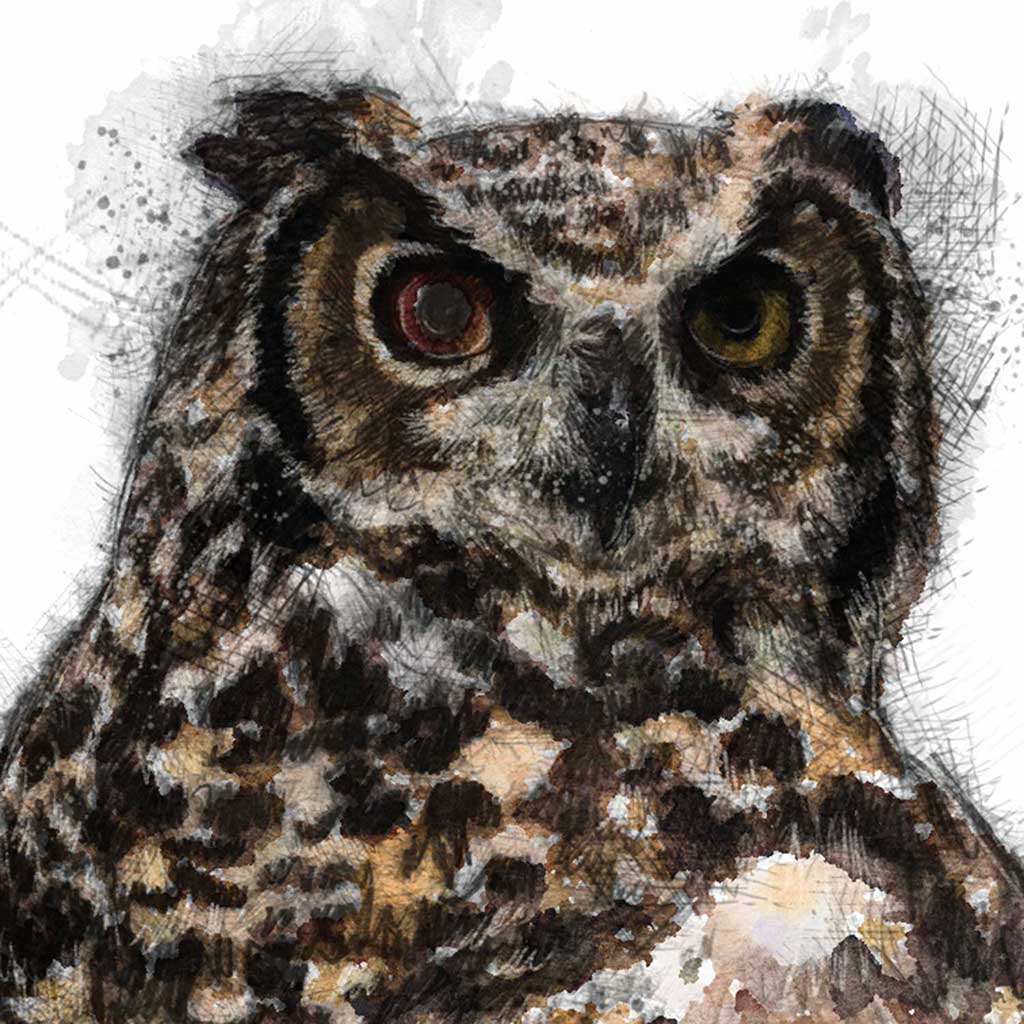 Horned owl