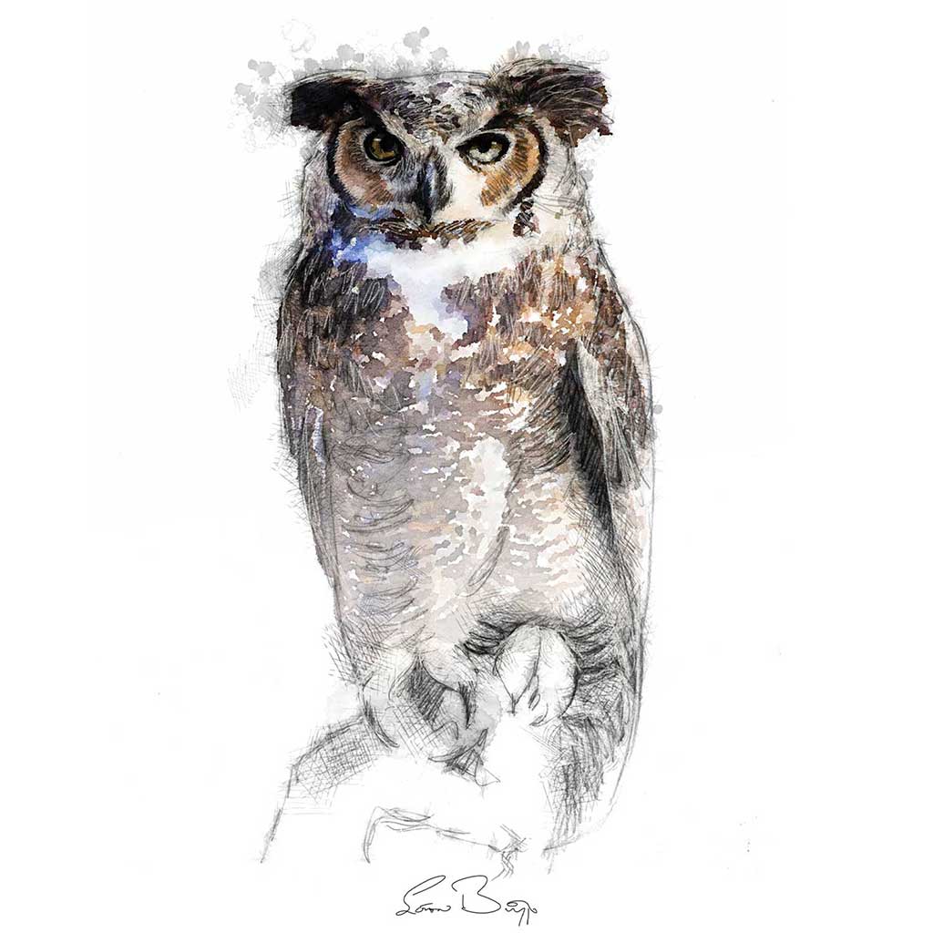 Horned owl