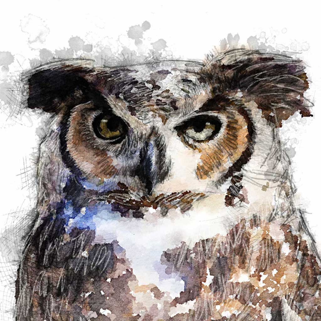 Horned owl