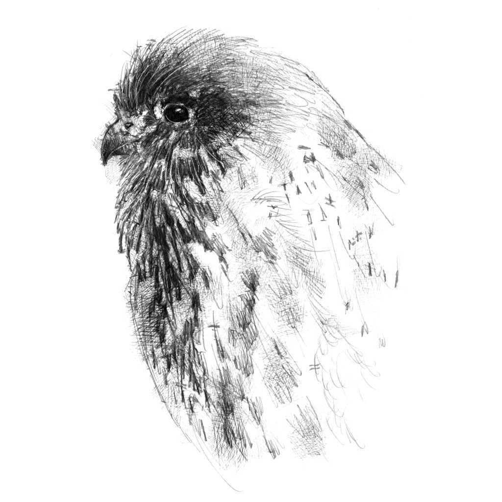 kestrel