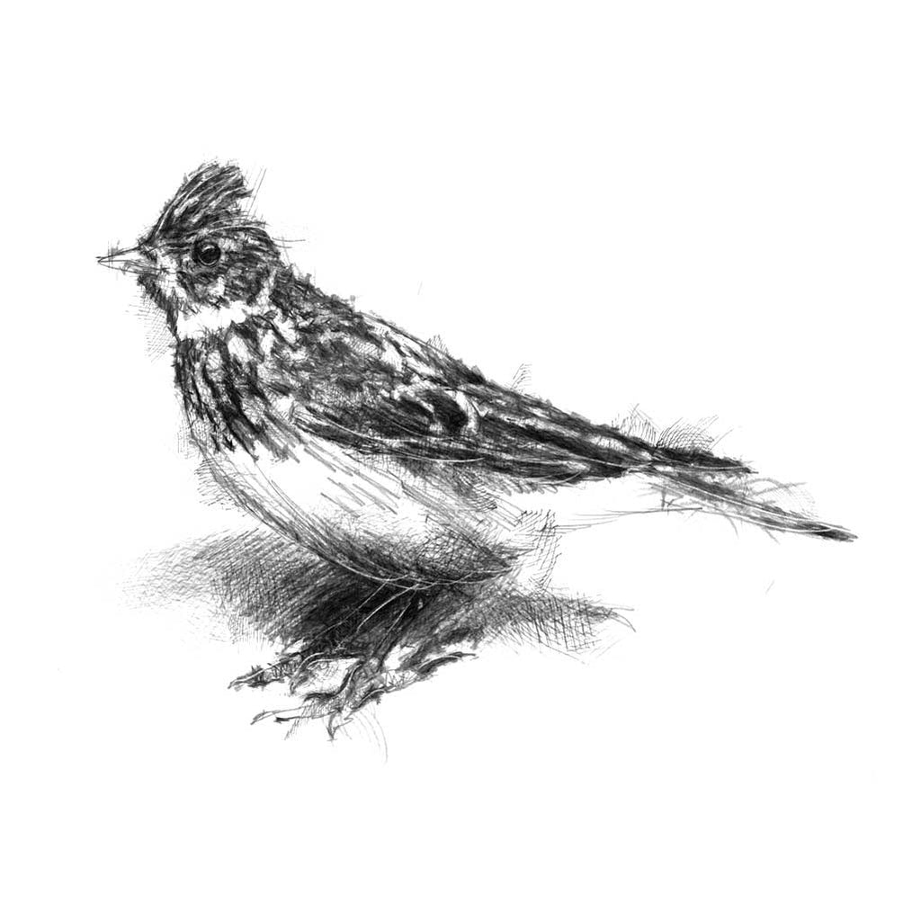 Crested lark