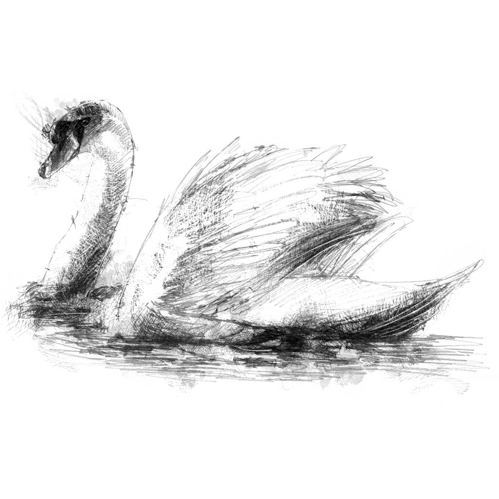 swan