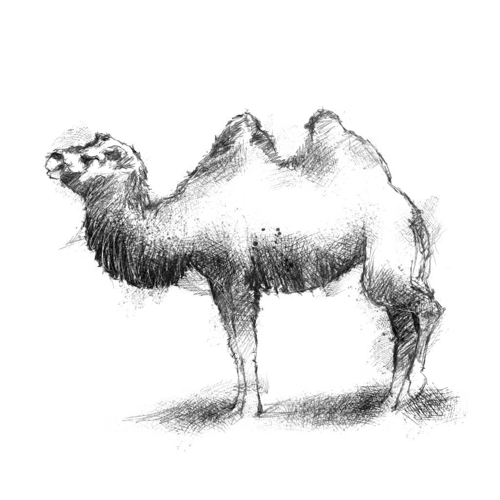 Camel