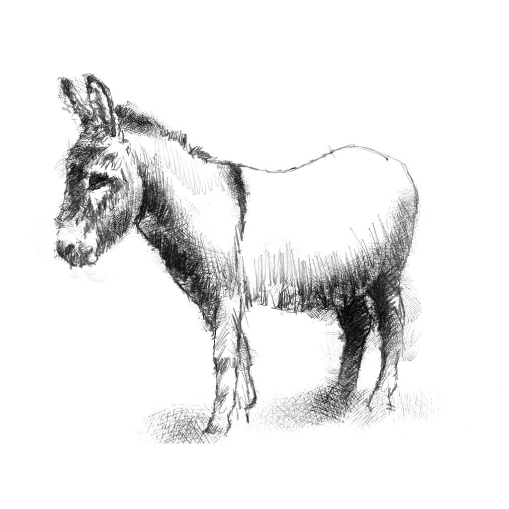 Donkey