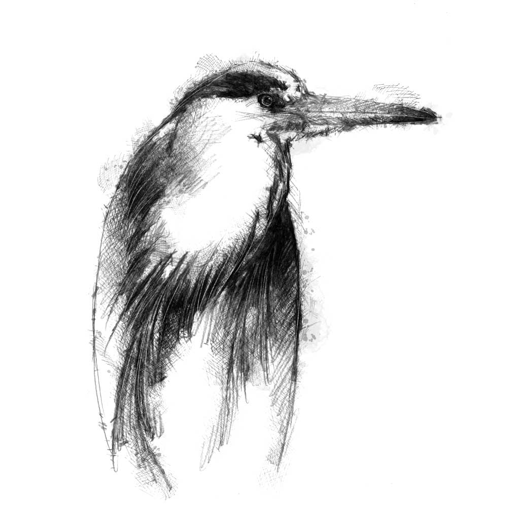 Grey heron