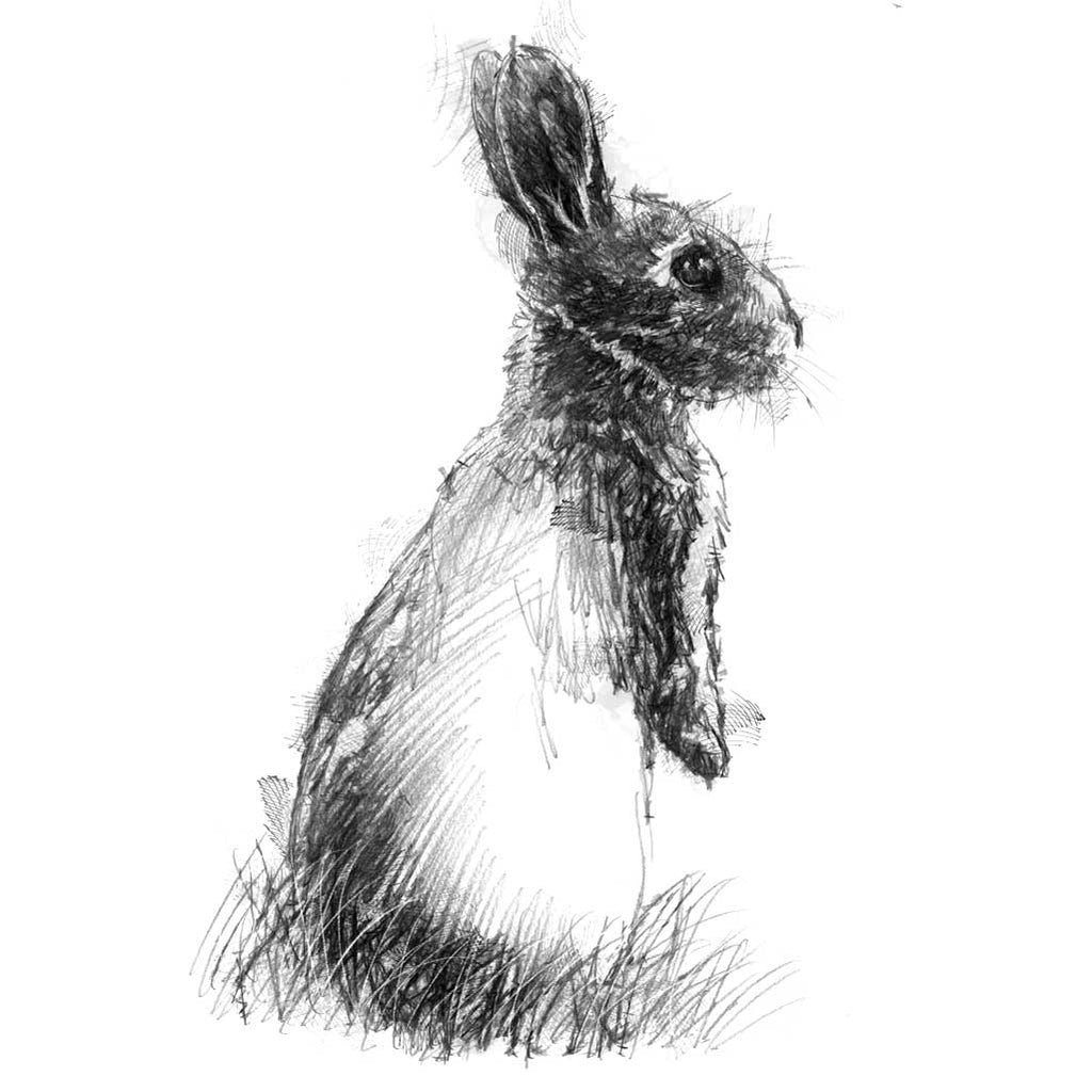 Baby bun rabbit