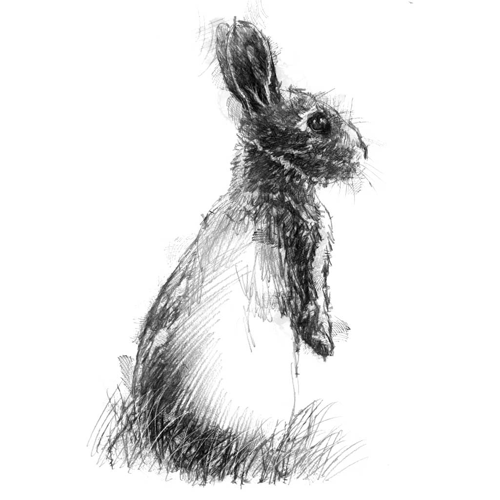 Baby bun rabbit