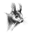 Red squirrel