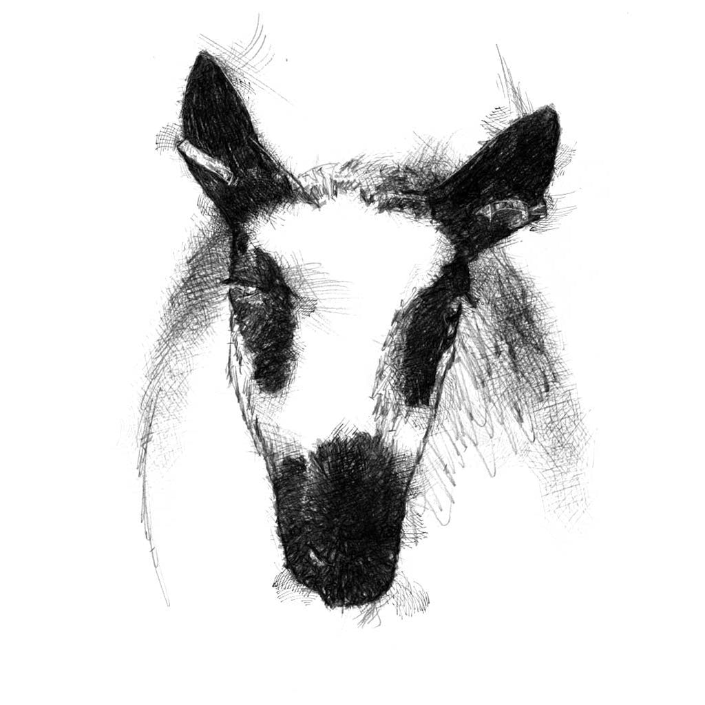 Chios sheep