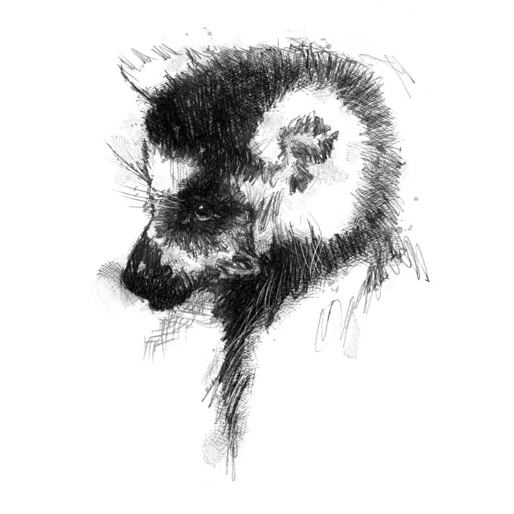 Ring tailed lemur