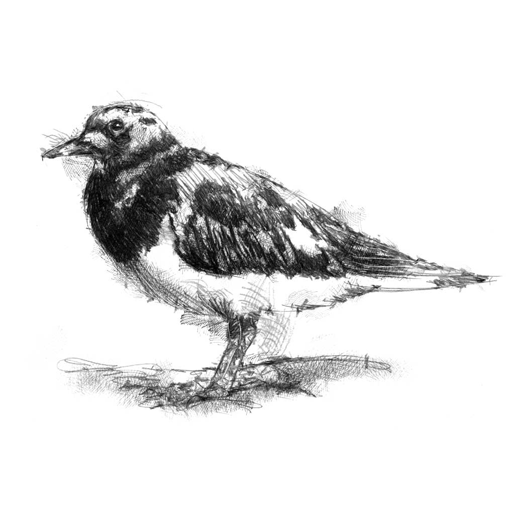 Plover
