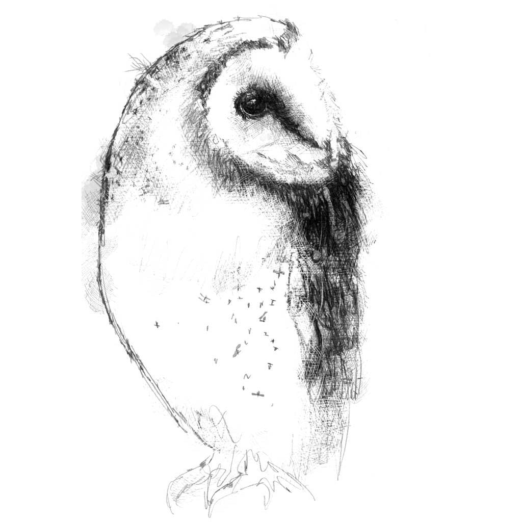Barn owl