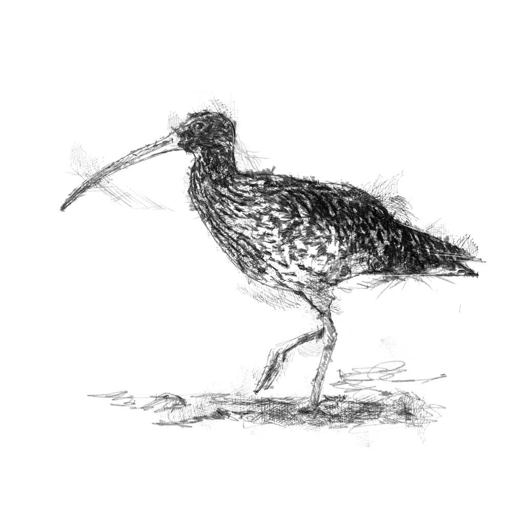 Curlew