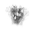 Snowdrops
