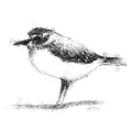 Plover