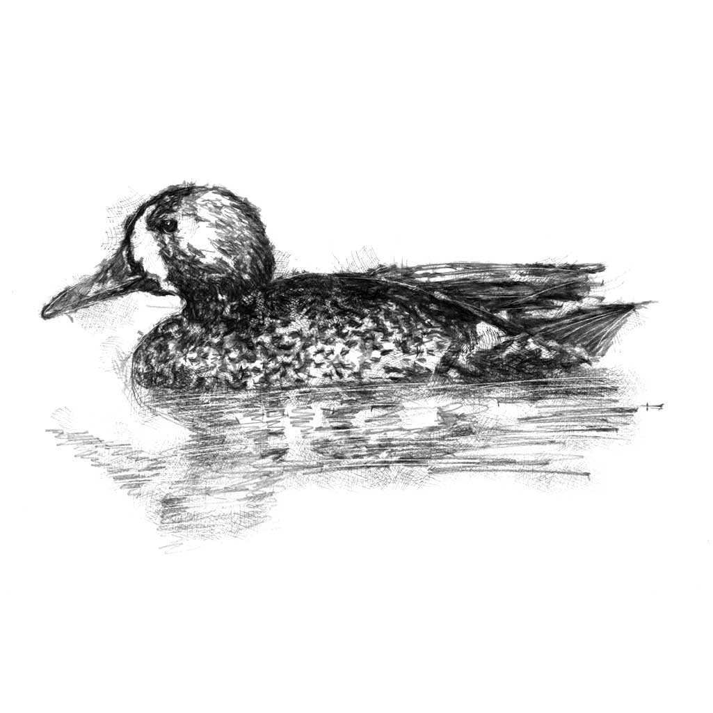 Duck