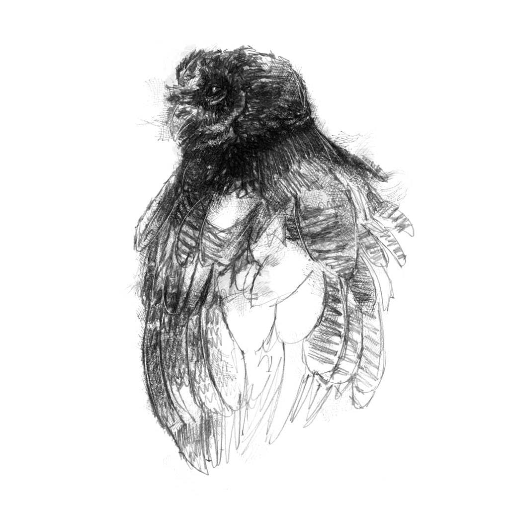 Spectacled owl