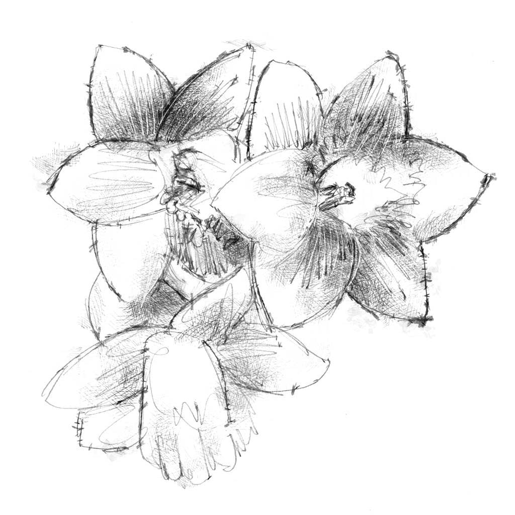 Harebell