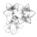Harebell