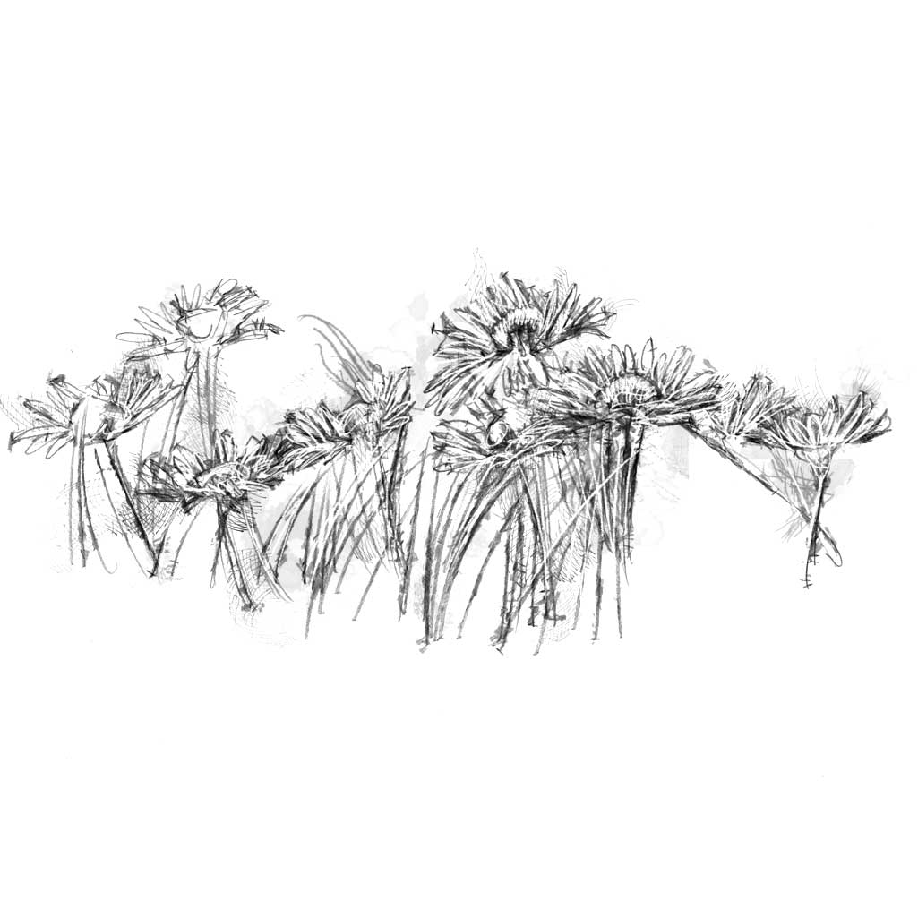 Daisies