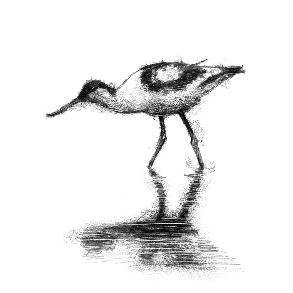 Avocet
