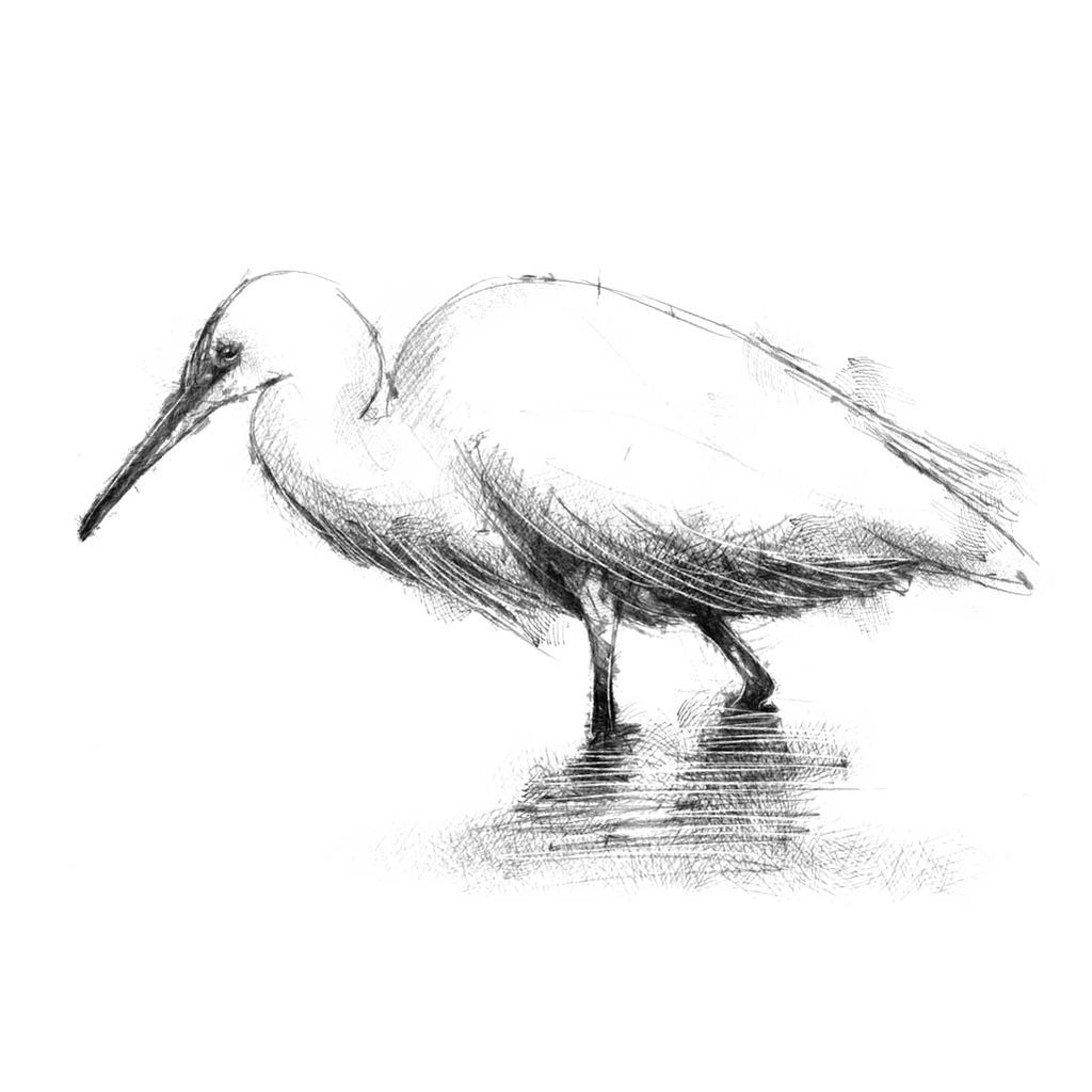 white ibis