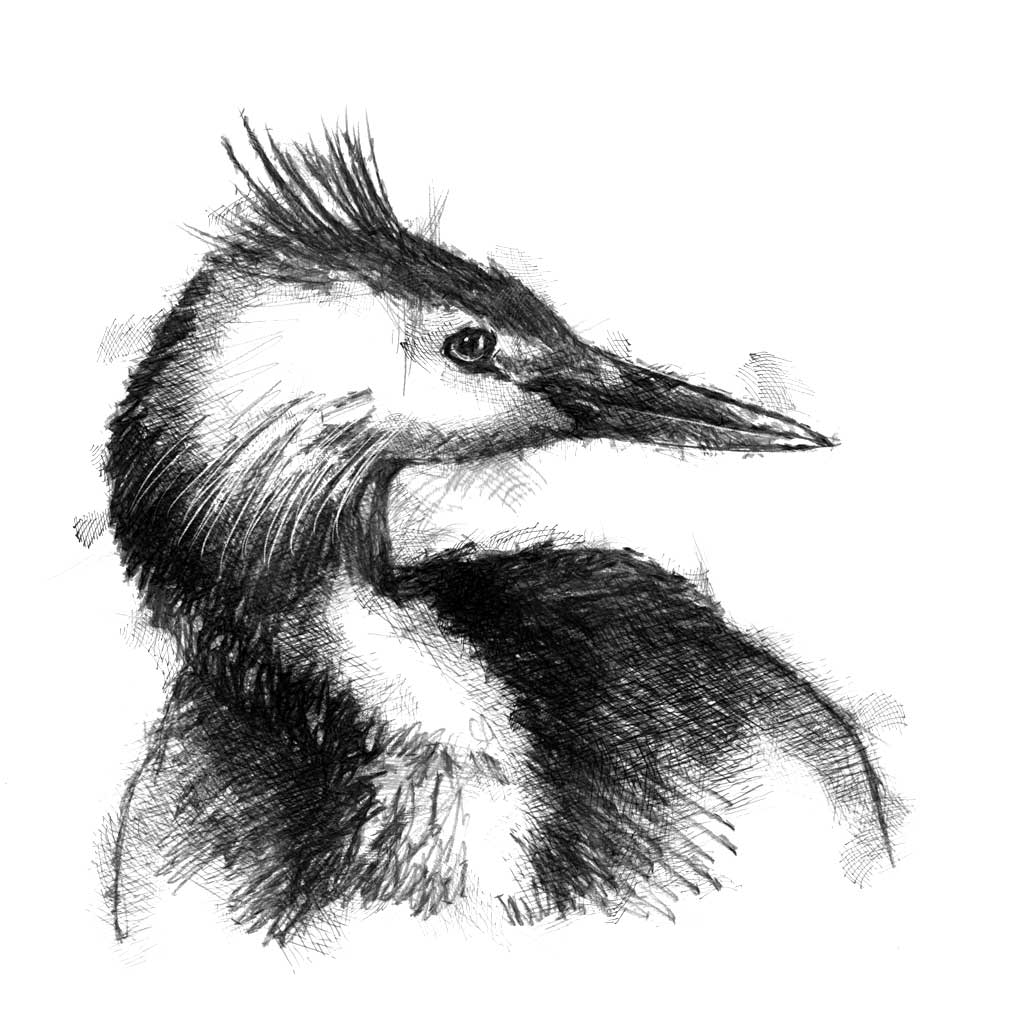 Grebe