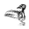 Coot chick