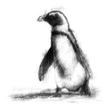 Little penguin