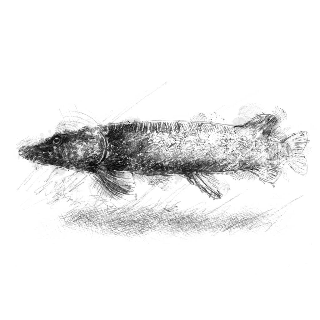 Pike