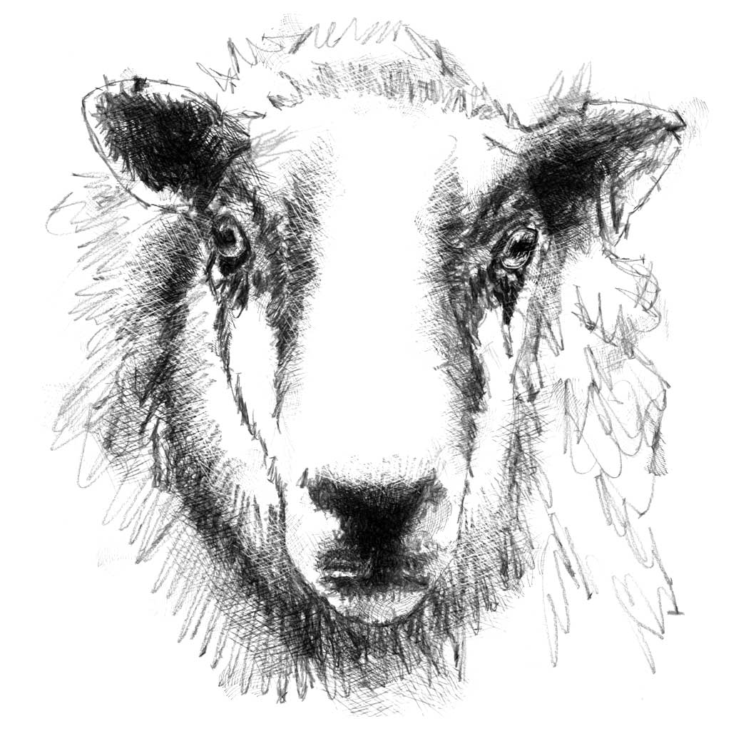 Sheep