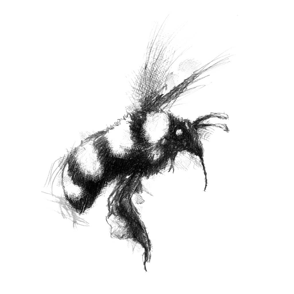 Bumble bee