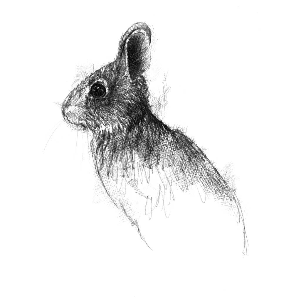 Bunny rabbit