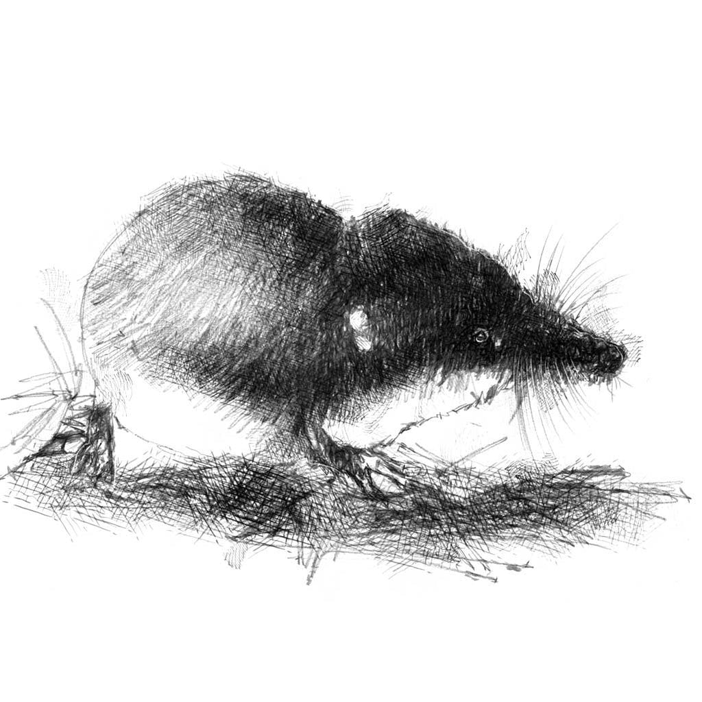 Shrew