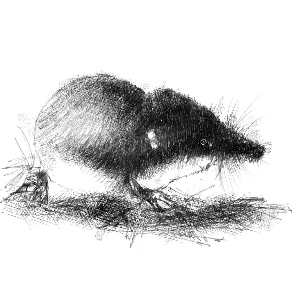 Shrew