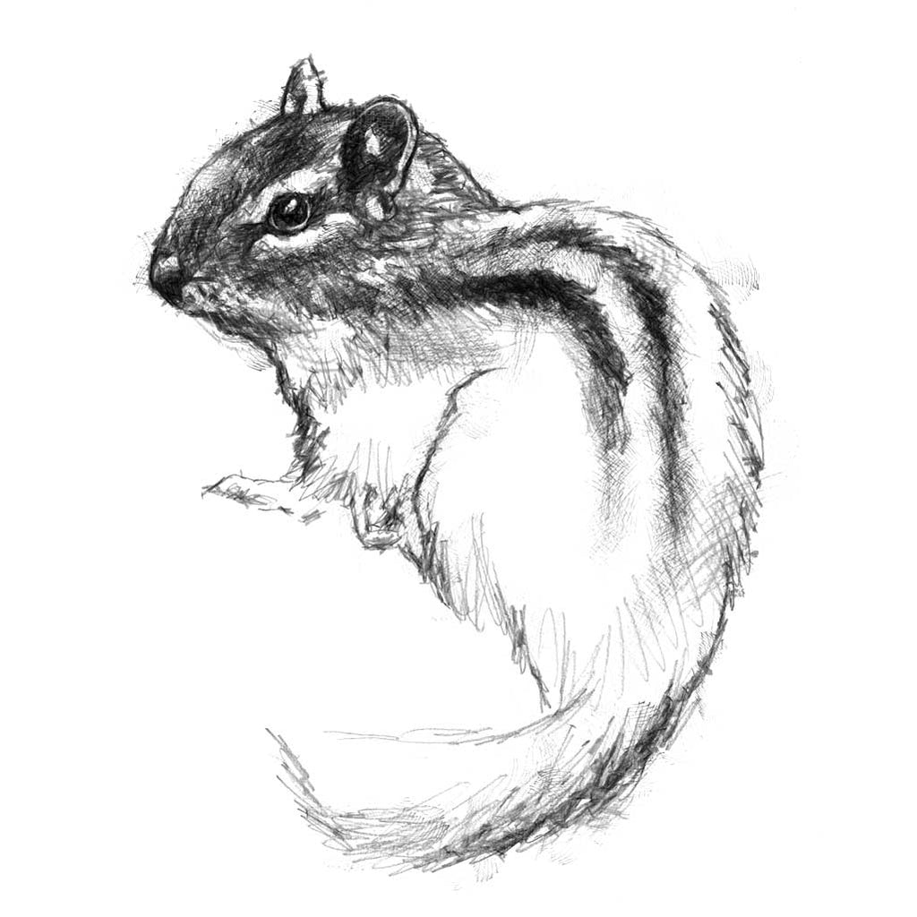 Chipmunk