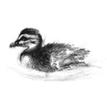 Duckling