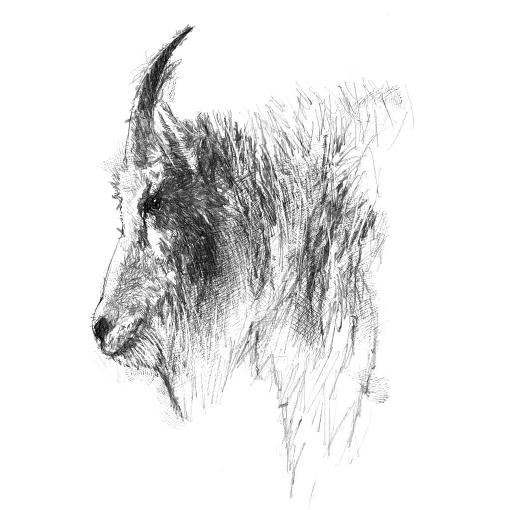 Mountain goat