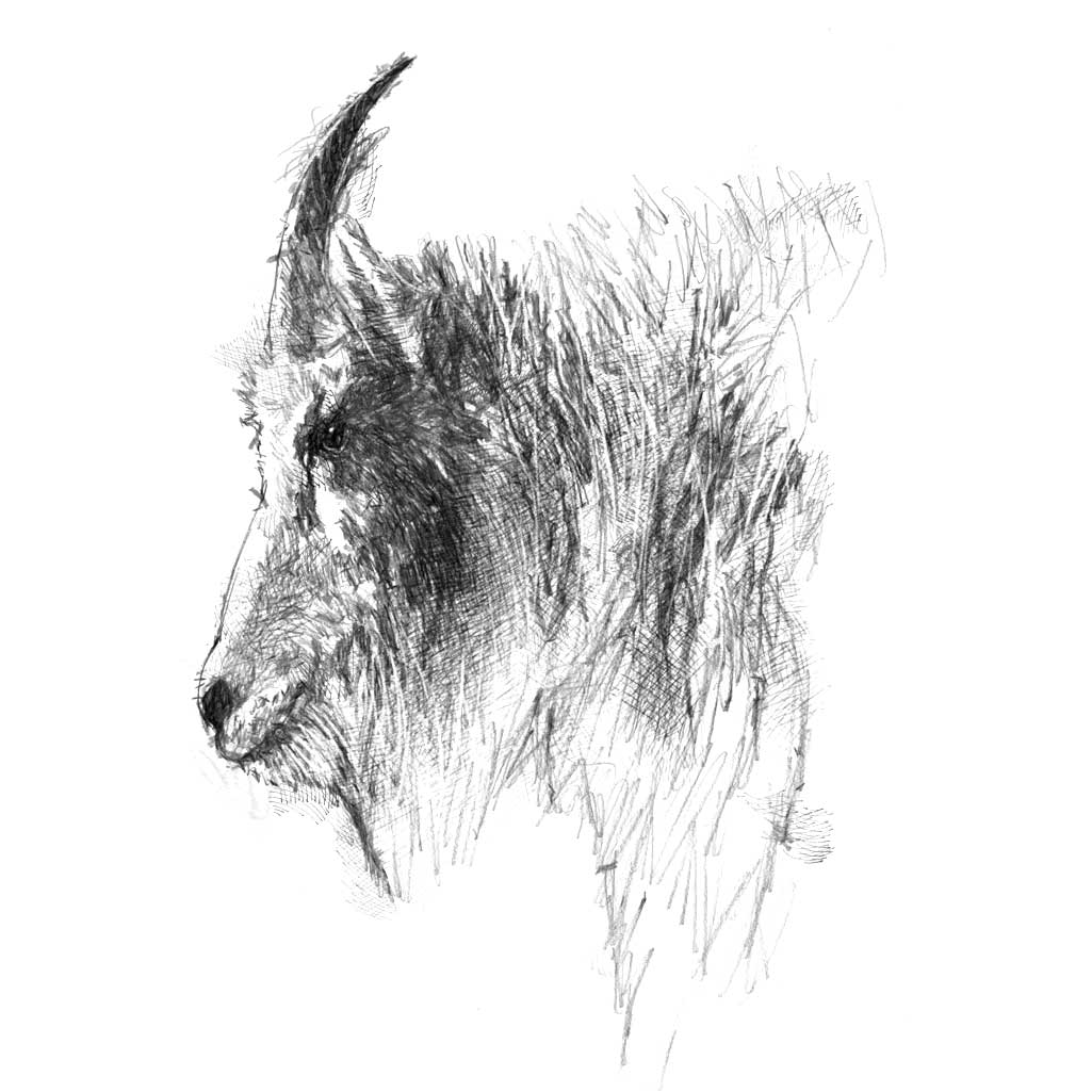 Mountain goat