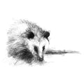 Opossum