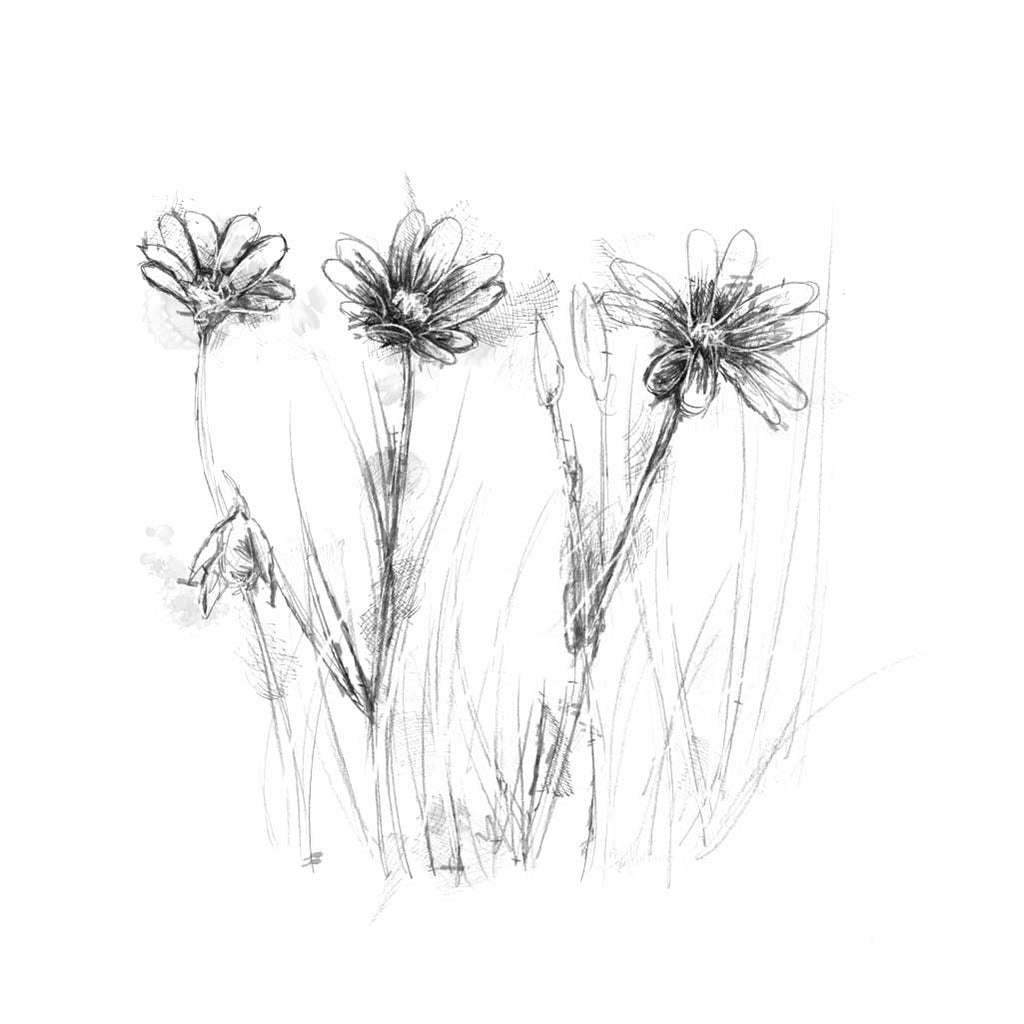 Stitchwort