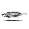 Stickleback