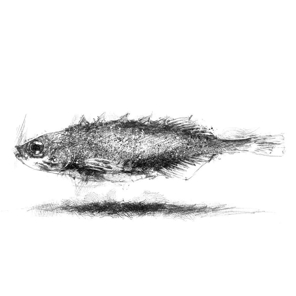 Stickleback